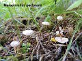 Paragymnopus perforans-amf1280